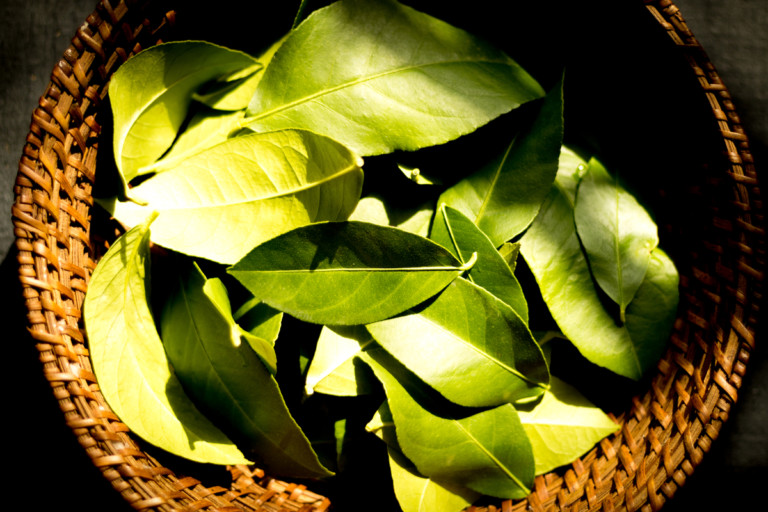 7 Surprising Ways to Use Citrus Leaves You Need to Discover