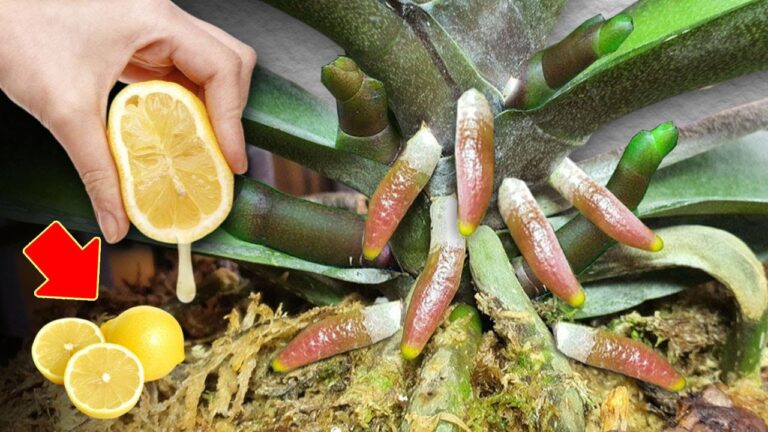 Discover 7 Reasons Orchids Are 100 Times Stronger Than Aloe Vera!