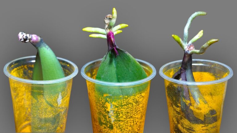Grow 5 Healthy Orchid Roots in Water with This Simple New Method
