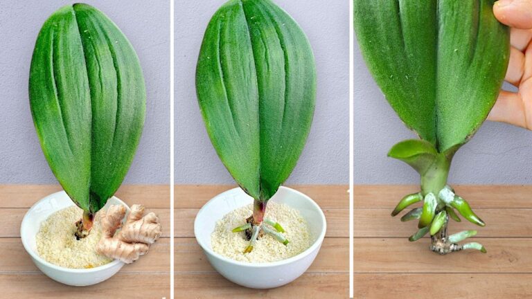 Grow Orchid Roots and Blooms Year-Round with Just 1 Simple Ginger Trick!