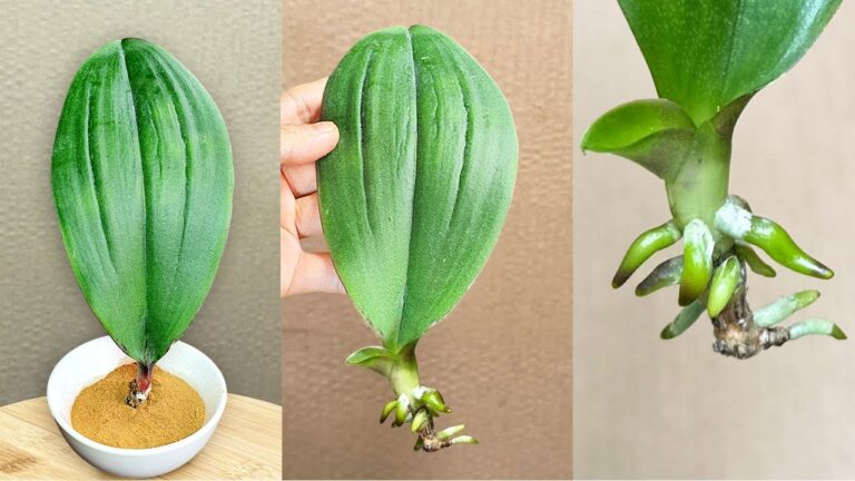 Grow 1 Orchid Leaf with This Unique Method for Endless Blooms!