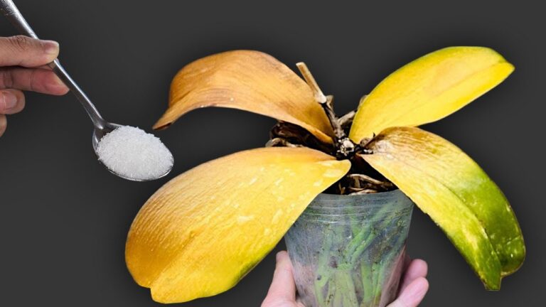 Revive Your Orchid with Just 1 Spoon: Blooming All Year Round!