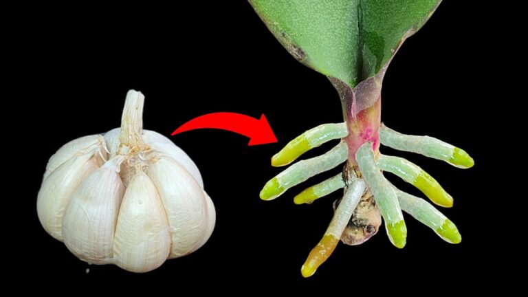 Grow 7 Orchid Roots Year-Round Using Just Garlic – You Won’t Believe the Results!