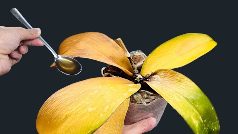 Revive Your Orchids: 1 Simple Spoon for Year-Round Blooms! 🌸