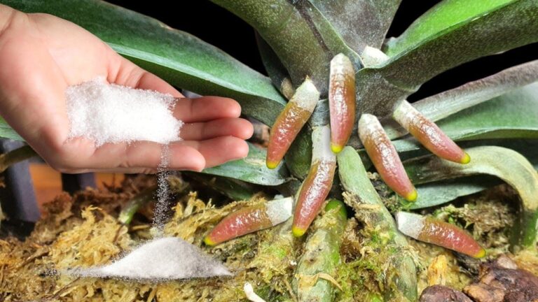 Discover 1 Teaspoon Trick to Grow 1001 Orchid Roots and Bloom Beautiful Flowers!