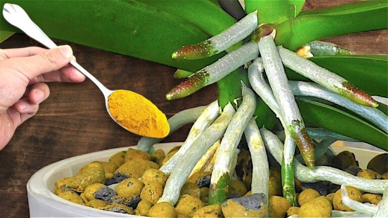 1 Spoon Weekly for 1001 New Orchid Roots and Flowers Instantly!
