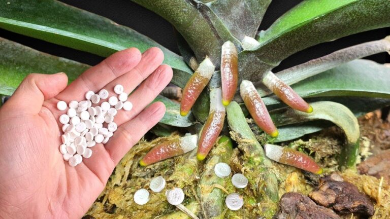Transform Weak Orchids: 1 Simple Tablet for 600% Growth and Year-Round Blooms!