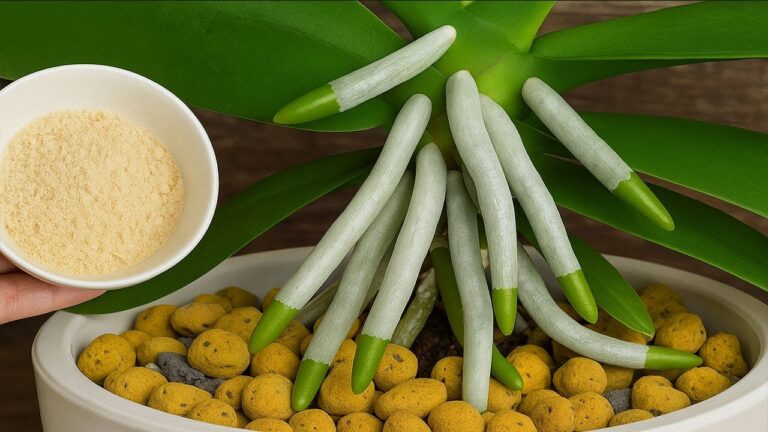 1 Spoon to Help Orchids Bloom Like Crazy – Discover This Simple Secret!