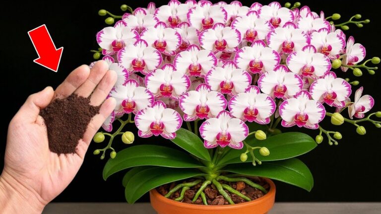 7 Secrets to Make Your Orchids Bloom Year-Round with Easy Pot Tips!