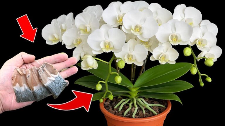 Bloom 10+ New Flowers All Year with This Simple Orchid Care Tip!