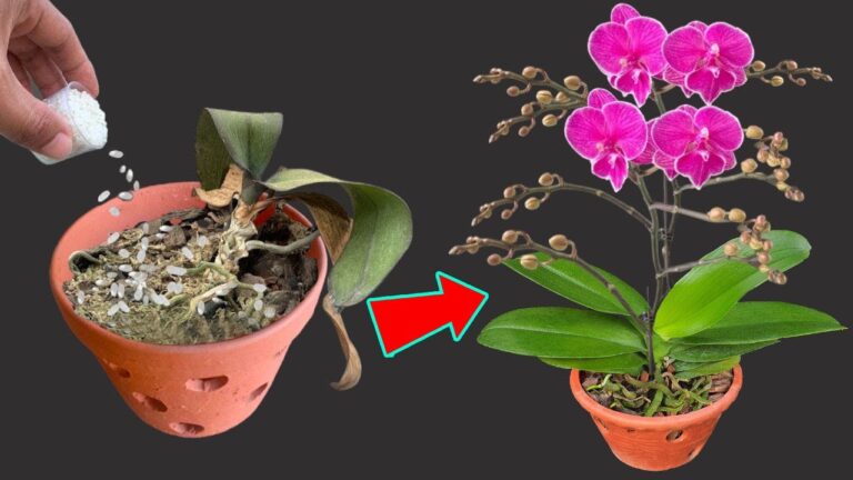 Revive Your Orchid in 6 Simple Steps: Unlock Its Growth Potential Today!