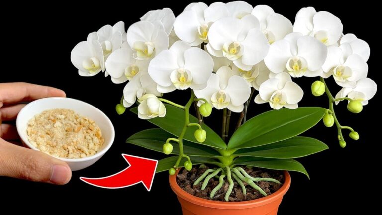 7 Secrets to Make Your Orchids Bloom All Year Long! 🌸