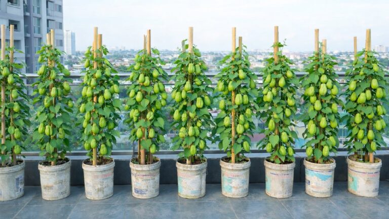 7 Tips for Growing Chayote on Your Balcony – Unlock Your Urban Gardening Success!