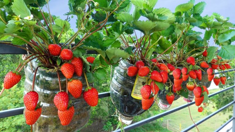 10 Easy Steps to Grow Strawberries on Your Balcony for a Bountiful Harvest
