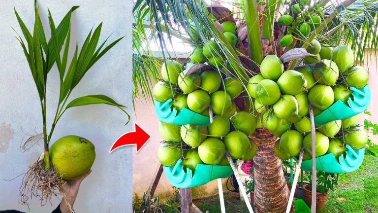 6 Steps to Propagate Coconut Trees Faster with Bananas