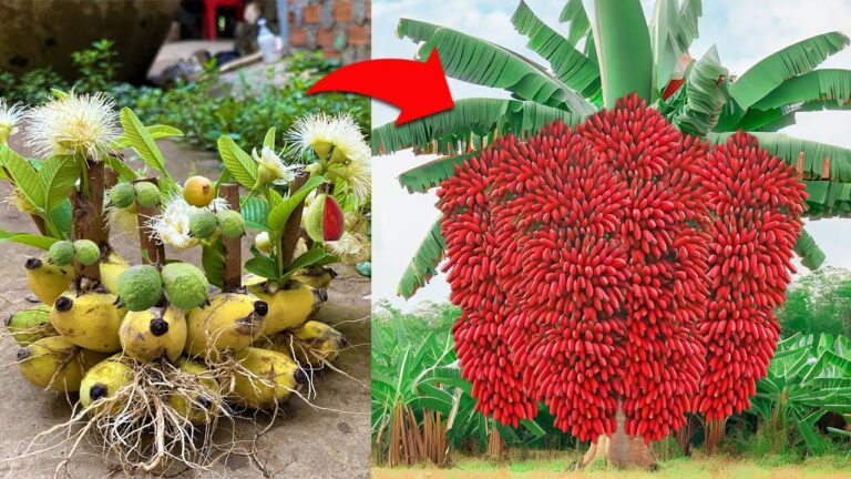 Grow 10x More Guavas with This Simple Banana Cutting Technique!
