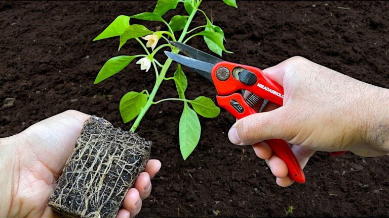 Grow 5 Types of Peppers: Ultimate Guide to Planting, Transplanting, and Fertilizing