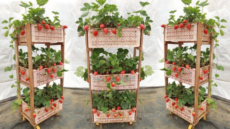 10 Steps to Grow a Vertical Strawberry Garden in a Plastic Basket at Home