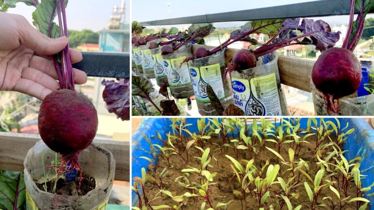 5 Simple Steps to Grow Beetroot on Your Terrace Like a Pro