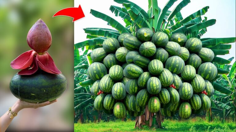Discover 5 Secret Techniques to Graft Bananas and Watermelons for Massive Fruit Growth!