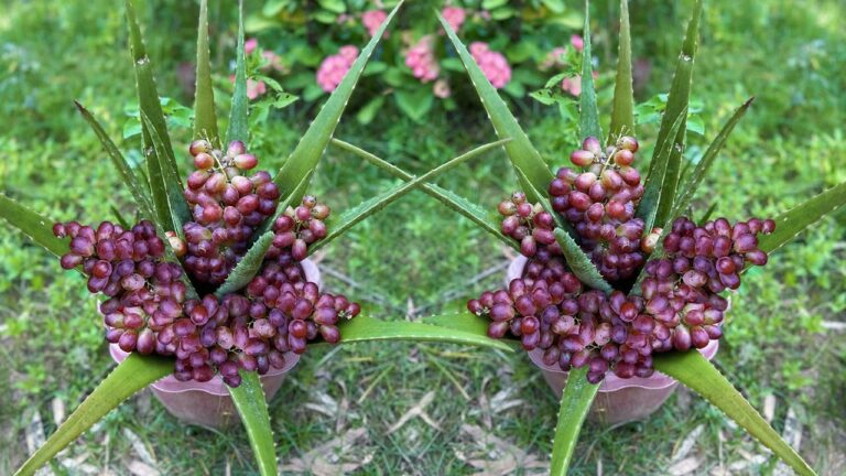 Graft Aloe Vera and Grapes: 5 Steps to Boost Your Fruit Harvest!