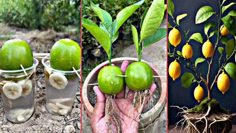 10 Unique Hacks for Growing a Thriving Lemon Tree Naturally