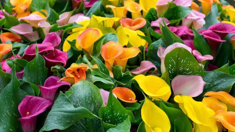 10 Steps to Grow Colorful Calla Lilies from Bulbs Effortlessly