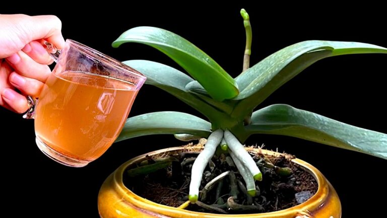 1 Cup Monthly for Year-Round Blooms: Unlock 12 Vibrant Flowers at Home!