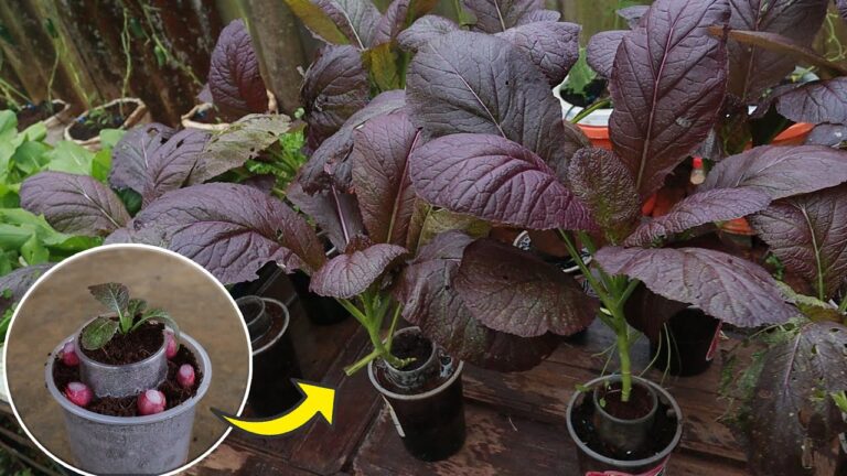 7 Simple Steps to Grow Purple Mustard Greens in Recycled Plastic Cups