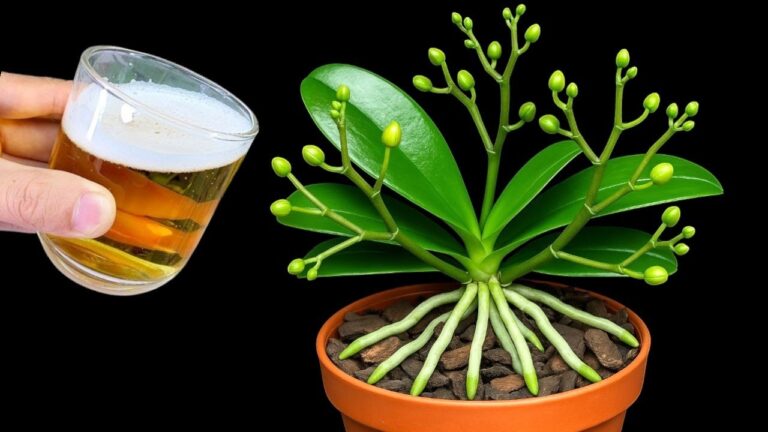 One Pour for 100+ Gorgeous Orchid Flowers with Healthy Roots! Discover How!