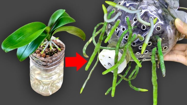 10 Tips for Rapid Orchid Growth and Abundant Blooms You Need to Know!