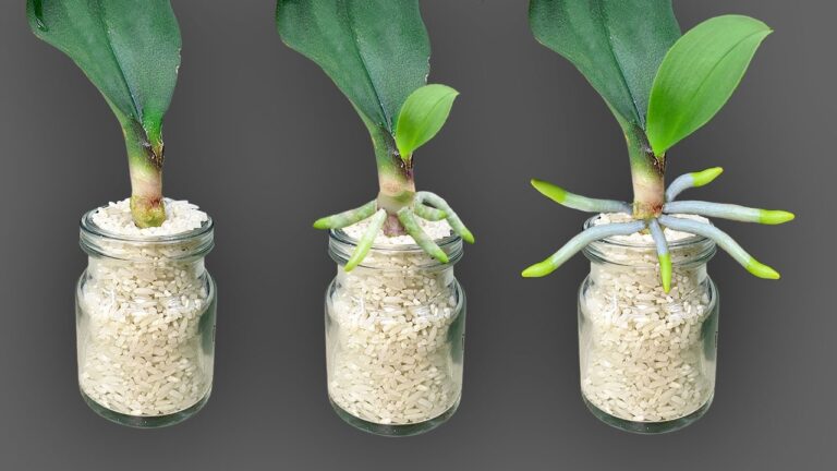 Boost Your Orchids: 5 Easy Tricks to Grow Roots and Bloom All Year with Just Rice!