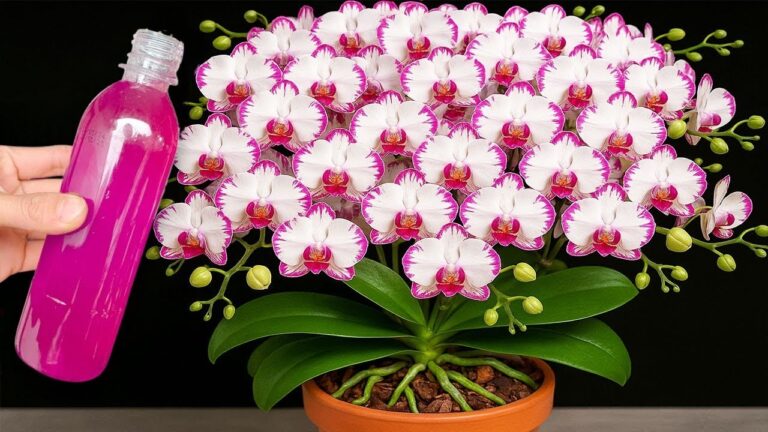 5 Simple Steps to Make Your Orchids Bloom Year-Round Effortlessly