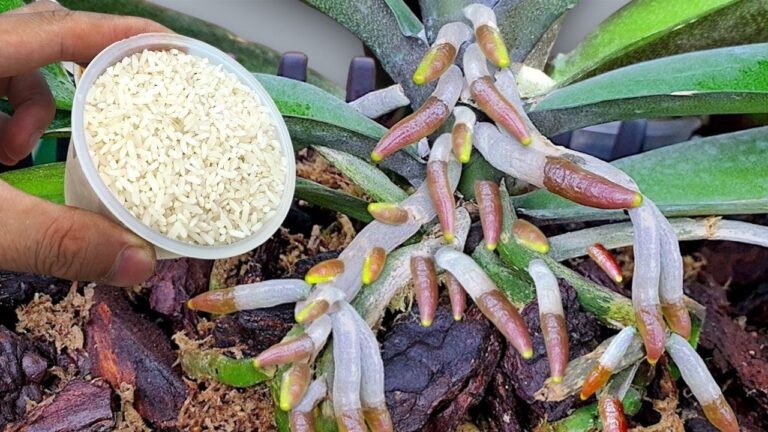 1 Teaspoon Makes Orchids Grow 1001 Roots and Bloom Like Crazy!
