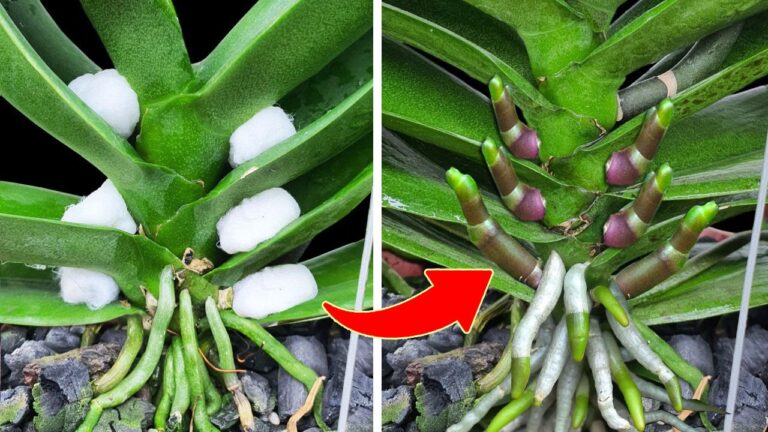 Transform Your Garden: 1 Cup a Month for Year-Round Blooms and Thriving Roots!