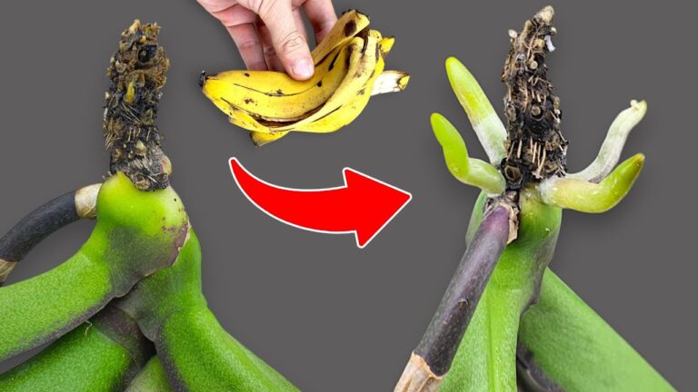 Grow Orchids Fast: 5 Tips for 200% Root Growth and Stunning Blooms!