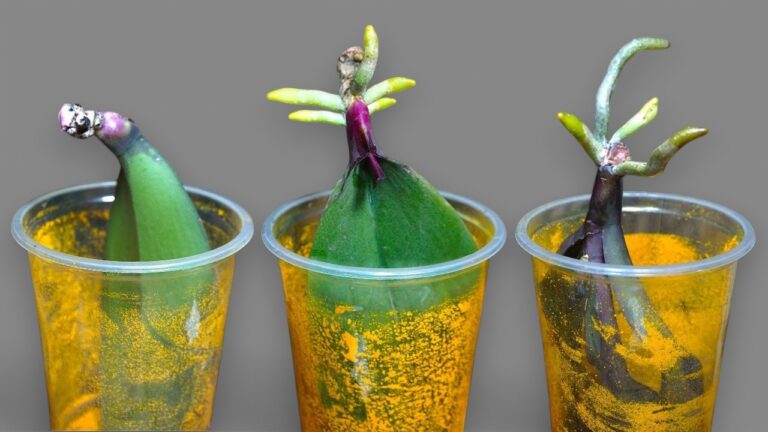 Grow 200% More Orchid Roots with Just Rice for Stunning Blooms!