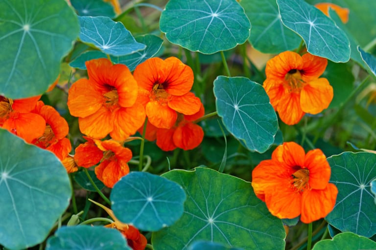 15 Creative Ways to Use Nasturtium Leaves, Flowers, Seeds, and Stems