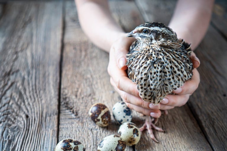 11 Compelling Reasons to Raise Quail Over Ducks and Chickens + Starter Guide