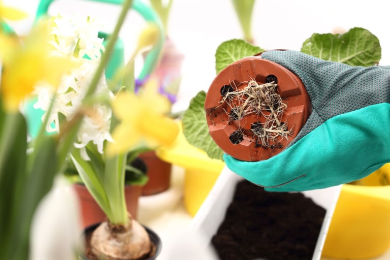 6 Warning Signs Your Houseplants Need Repotting and How to Do It