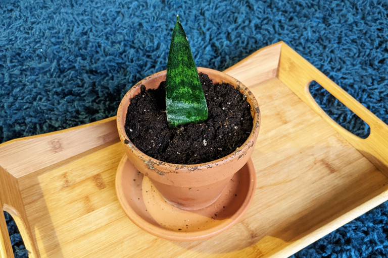 4 Simple Methods to Grow More Snake Plants at Home