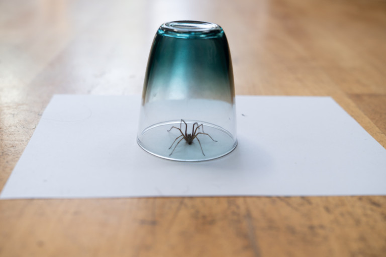 16 Simple Natural Tricks to Keep Spiders Out of Your Home