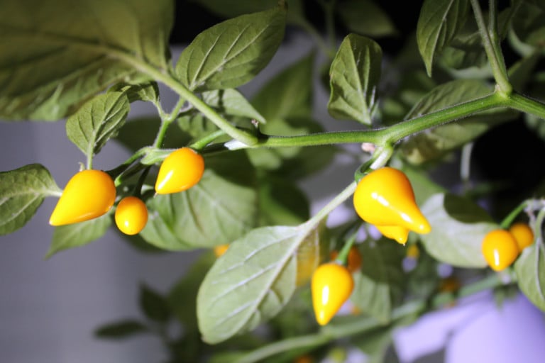 25 Tiny Veggies You Can Grow and 5 Great Reasons to Start Today