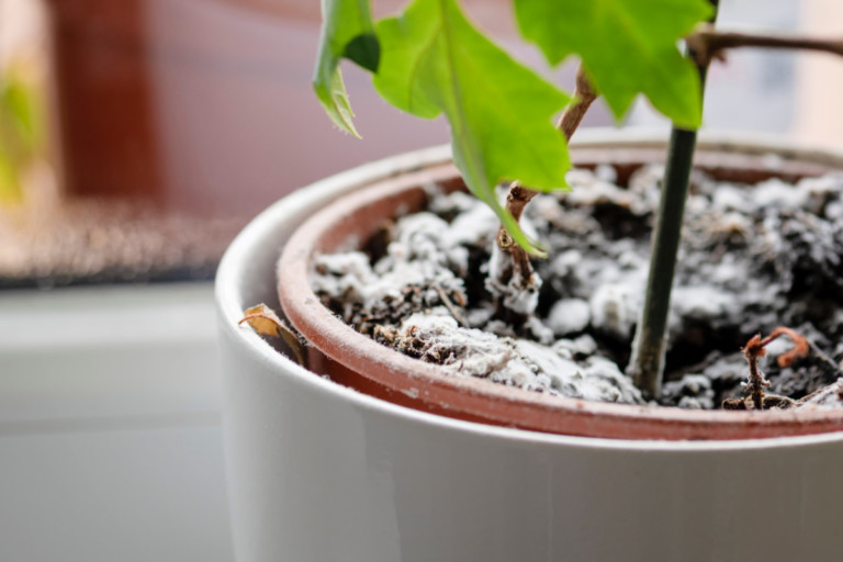 Stop White Mold on Your Houseplant Soil: Quick Fixes You Need